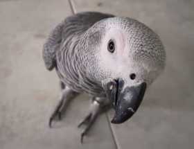 Lost African Grey