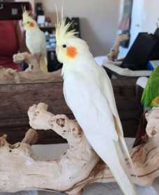 Lost Cockatiel