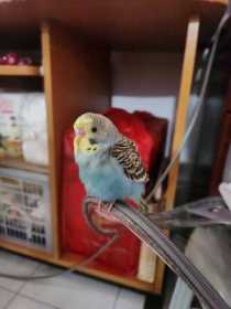 Lost Budgerigar