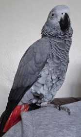 Lost African Grey