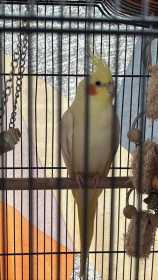 Lost Cockatiel