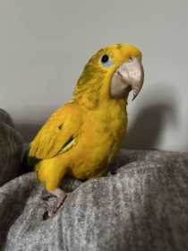 Lost Conure