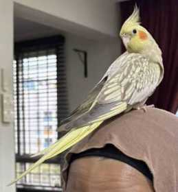 Lost Cockatiel