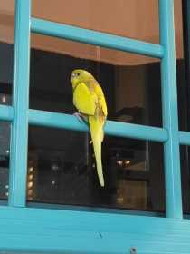 Lost Budgerigar