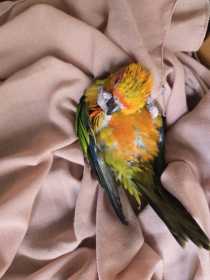 Lost Conure