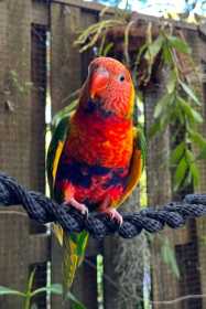 Lost Lory / Lorikeet