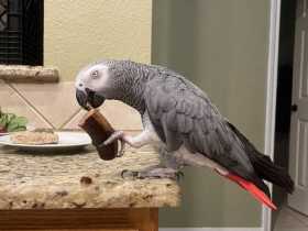 Lost African Grey