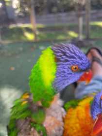 Lost Lory / Lorikeet