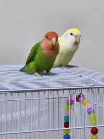 Lost Lovebird