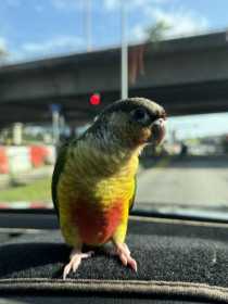 Lost Conure