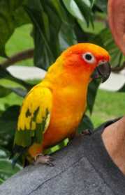 Lost Conure