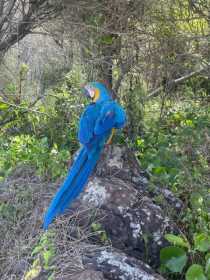 Lost Macaw