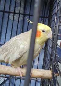 Lost Cockatiel