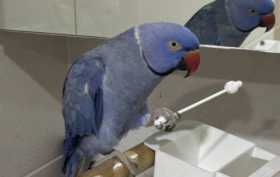 Lost Indian Ringneck Parakeet