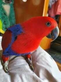 Lost Eclectus