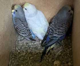 Lost Budgerigar