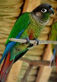 Lost Conure