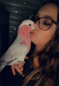 Lost Galah Cockatoo