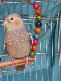 Lost Cockatiel