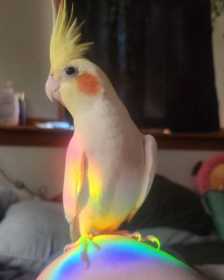 Lost Cockatiel