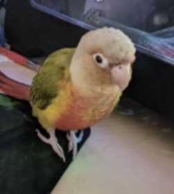 Lost Conure