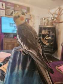 Lost Cockatiel