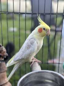 Lost Cockatiel