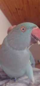 Lost Indian Ringneck Parakeet