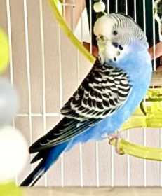 Lost Budgerigar