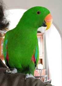 Lost Eclectus