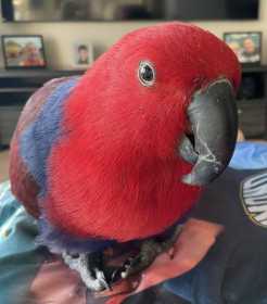 Lost Eclectus