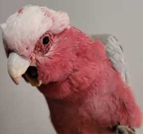 Lost Galah Cockatoo