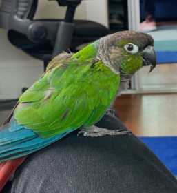 Lost Conure