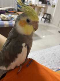 Lost Cockatiel