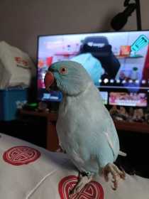 Lost Indian Ringneck Parakeet