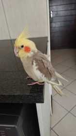 Lost Cockatiel