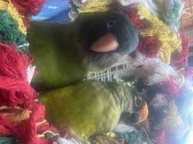 Lost Conure