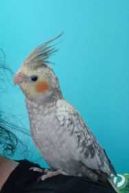 Lost Cockatiel