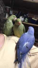 Lost Indian Ringneck Parakeet