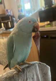 Lost Indian Ringneck Parakeet