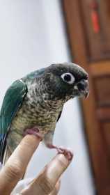 Lost Conure