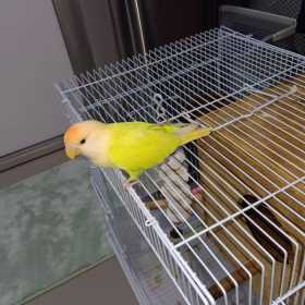 Lost Lovebird