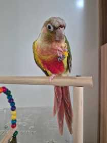 Lost Conure