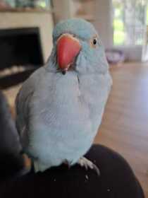 Lost Indian Ringneck Parakeet