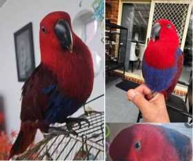 Lost Eclectus