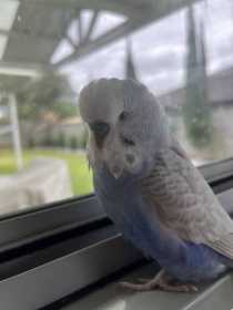 Lost Budgerigar