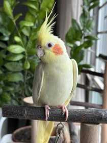 Lost Cockatiel