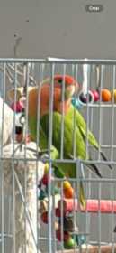 Lost Lovebird