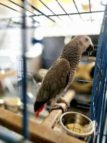 Lost African Grey