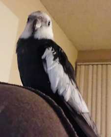 Lost Cockatiel